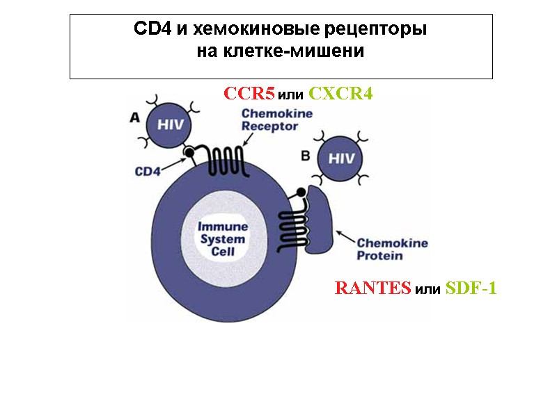 CD4 и хемокиновые рецепторы  на клетке-мишени CCR5 или CXCR4 RANTES или SDF-1